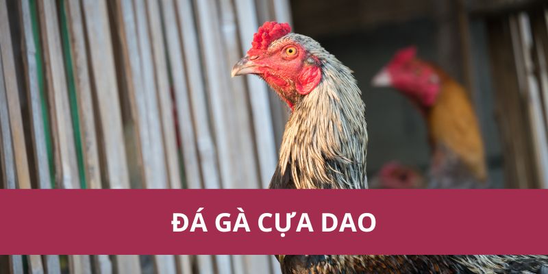 da ga cua dao 1