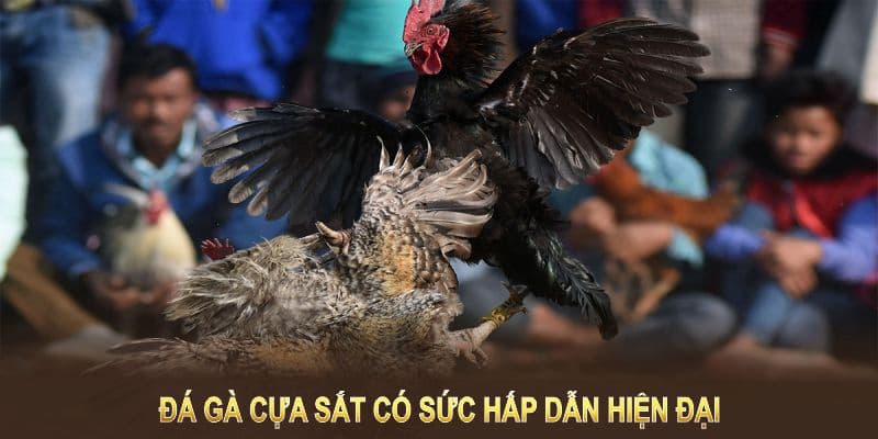 đá gà cựa sắt Thomo