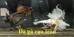 đá gà cựa tròn
