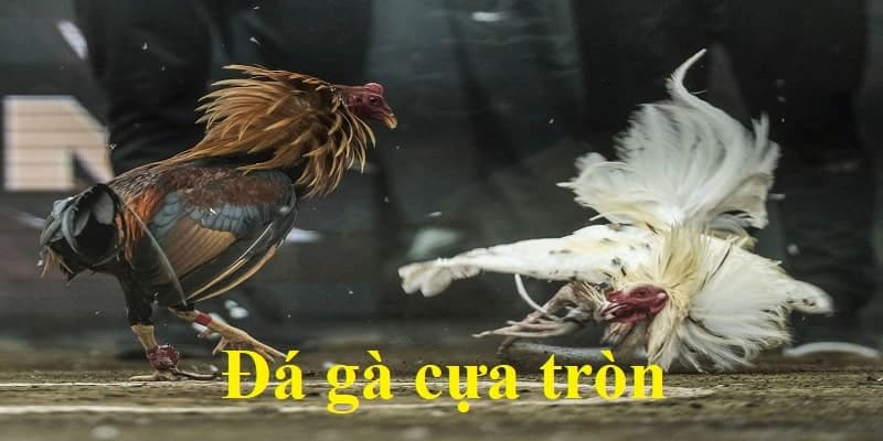 đá gà cựa tròn
