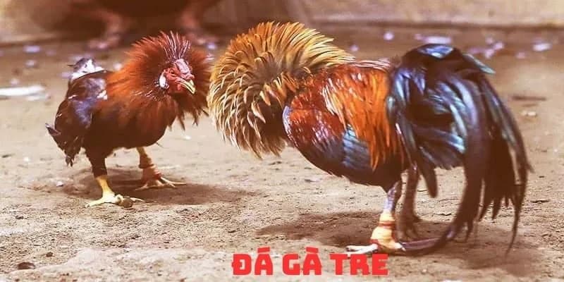 Đá Gà Tre - Khám Phá Bí Quyết Chơi Chọi Kê Thắng Lợi Tại W88 1 đá gà tre