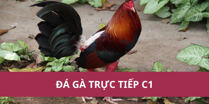 da ga truc tiep c1 1