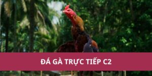 da ga truc tiep c2 1