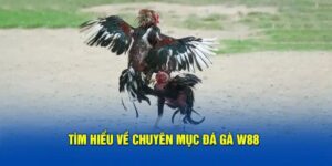 Trận chiến kịch tính nhất  2025 tại đá gà W88 trực tiếp