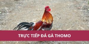 truc tiep da ga thomo 1